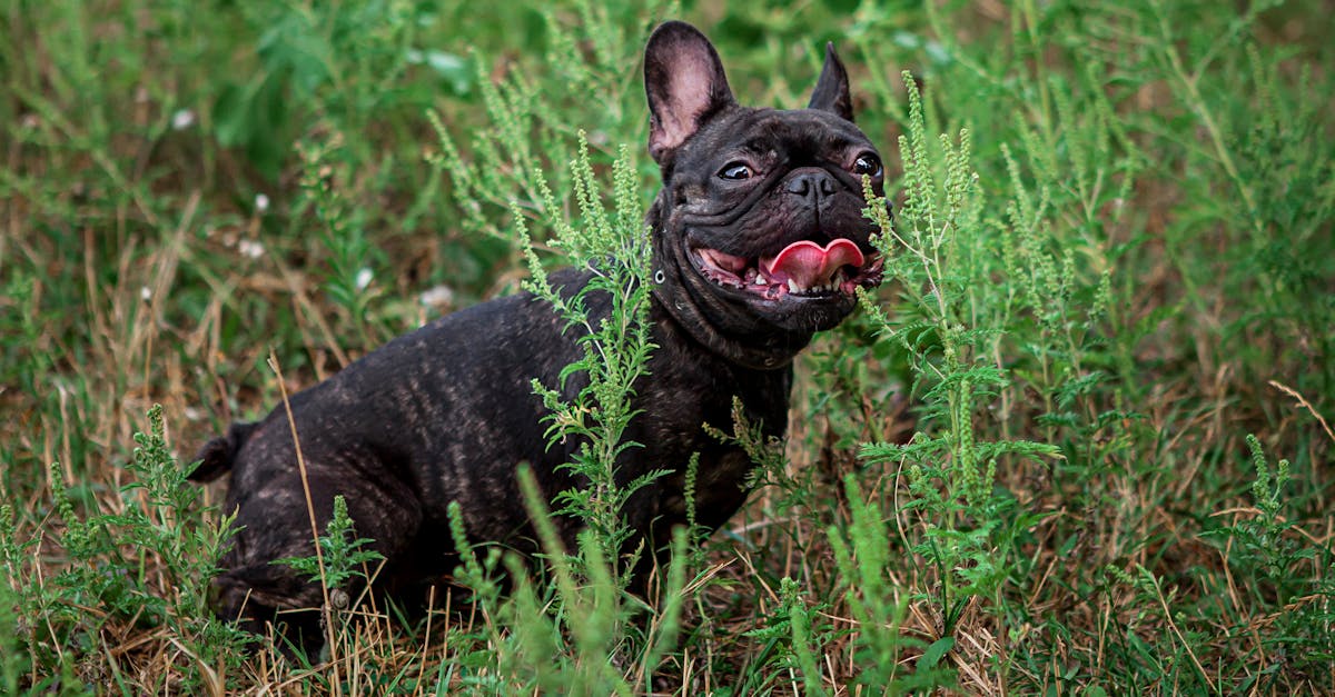 Guide complet pour choisir le meilleur collier pour votre chien